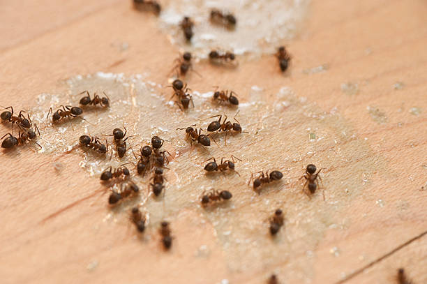 Wasp Removal Services in Mount Holly Springs, PA
